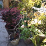 Parkrose Garden